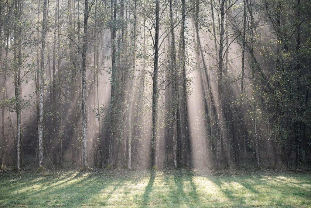 Sonnenstrahlen durchdringen nebligen Herbstwald - Hoffnung und Neubeginn